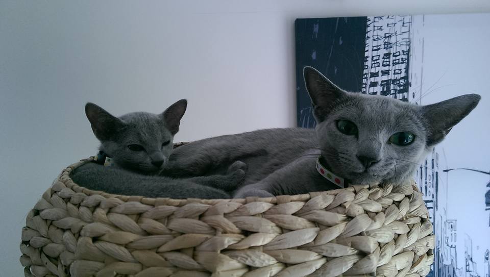 cats